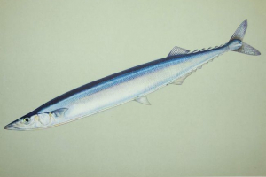 Fish saira: описание, място на пребиваване Fish saira: описание, място на пребиваване